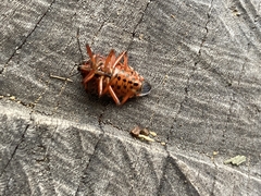 Pinthaeus sanguinipes