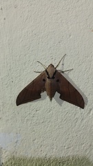 Marumba