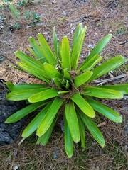 Tillandsioideae