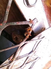 Tetragonisca angustula