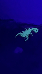 Centruroides exilicauda