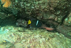 Holacanthus passer