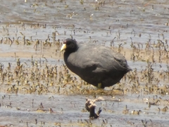 Fulica ardesiaca