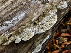 Coriolopsis gallica