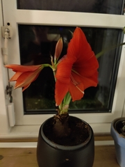 Hippeastrum hybridum