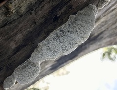 Coriolopsis gallica