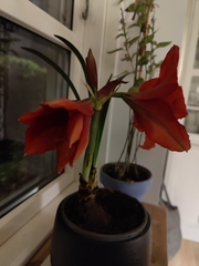 Hippeastrum hybridum
