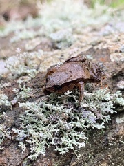 Geobatrachus walkeri