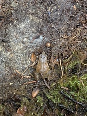 Geobatrachus walkeri