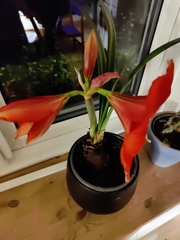 Hippeastrum hybridum