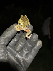 Pleurodema brachyops