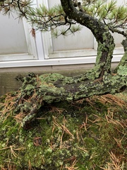 Flavoparmelia caperata