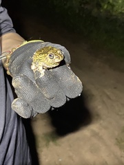 Pleurodema brachyops