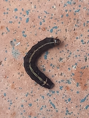 Spodoptera cosmioides