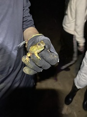 Pleurodema brachyops