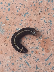 Spodoptera cosmioides