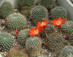 Rebutia