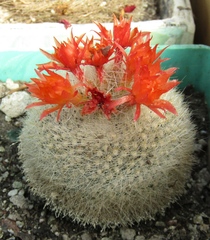 Parodia haselbergii