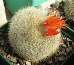 Parodia haselbergii