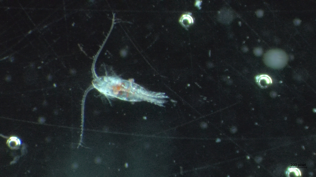 Calanus from Stryn Municipality, Norway on October 31, 2022 at 02:15 PM ...