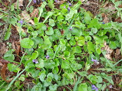 Viola odorata