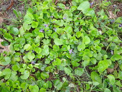 Viola odorata