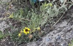Encelia laciniata