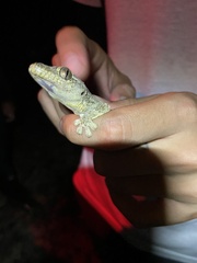 Thecadactylus rapicauda