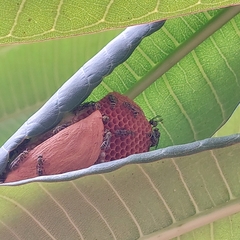 Protopolybia exigua