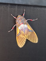 Idalus erythronota