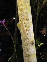 Thecadactylus rapicauda