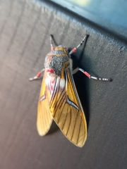 Idalus erythronota