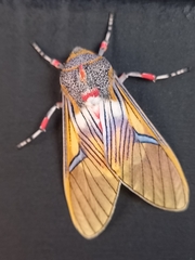 Idalus erythronota