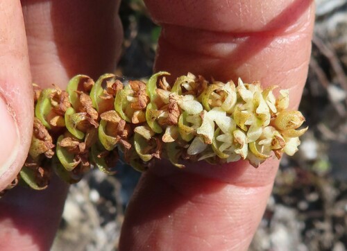 Image of Satyrium bicallosum by (c) linkie, some rights reserved (CC BY)