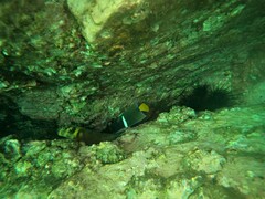 Ophioblennius steindachneri