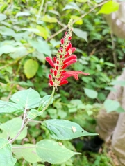 Salvia cinnabarina