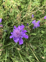 Scabiosa comosa