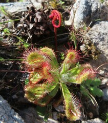 Drosera esterhuyseniae