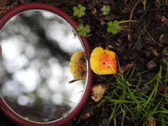 Amanita xanthocephala