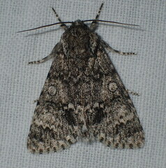 Acronicta megacephala