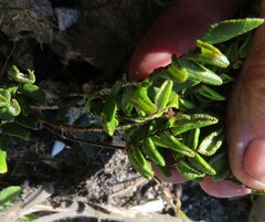 Pellaea pteroides