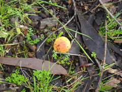 Amanita xanthocephala