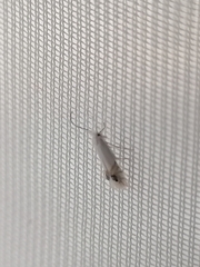 Leucoptera sinuella