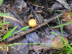 Amanita xanthocephala
