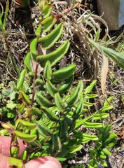 Pellaea pteroides