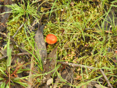 Amanita xanthocephala
