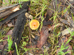 Amanita xanthocephala