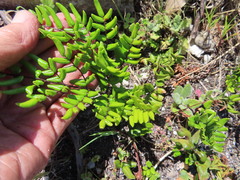 Pellaea pteroides