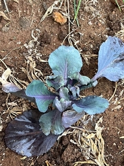 Brassica oleracea