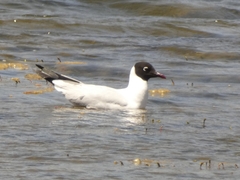 Chroicocephalus serranus